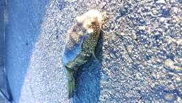 �g�� KIMG2909.JPG