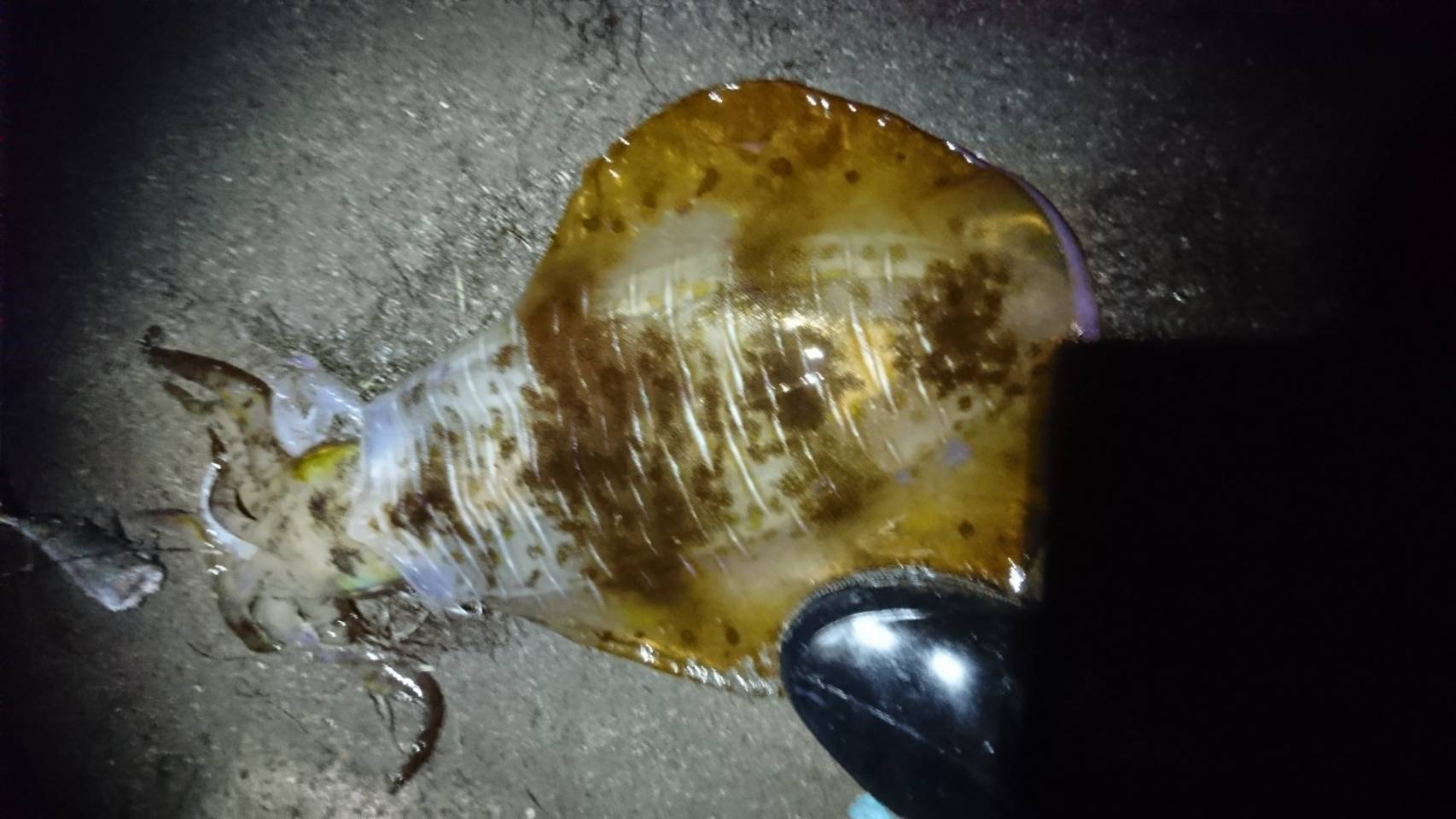 アオリイカ釣果情報恵比須丸ＢＢＳ