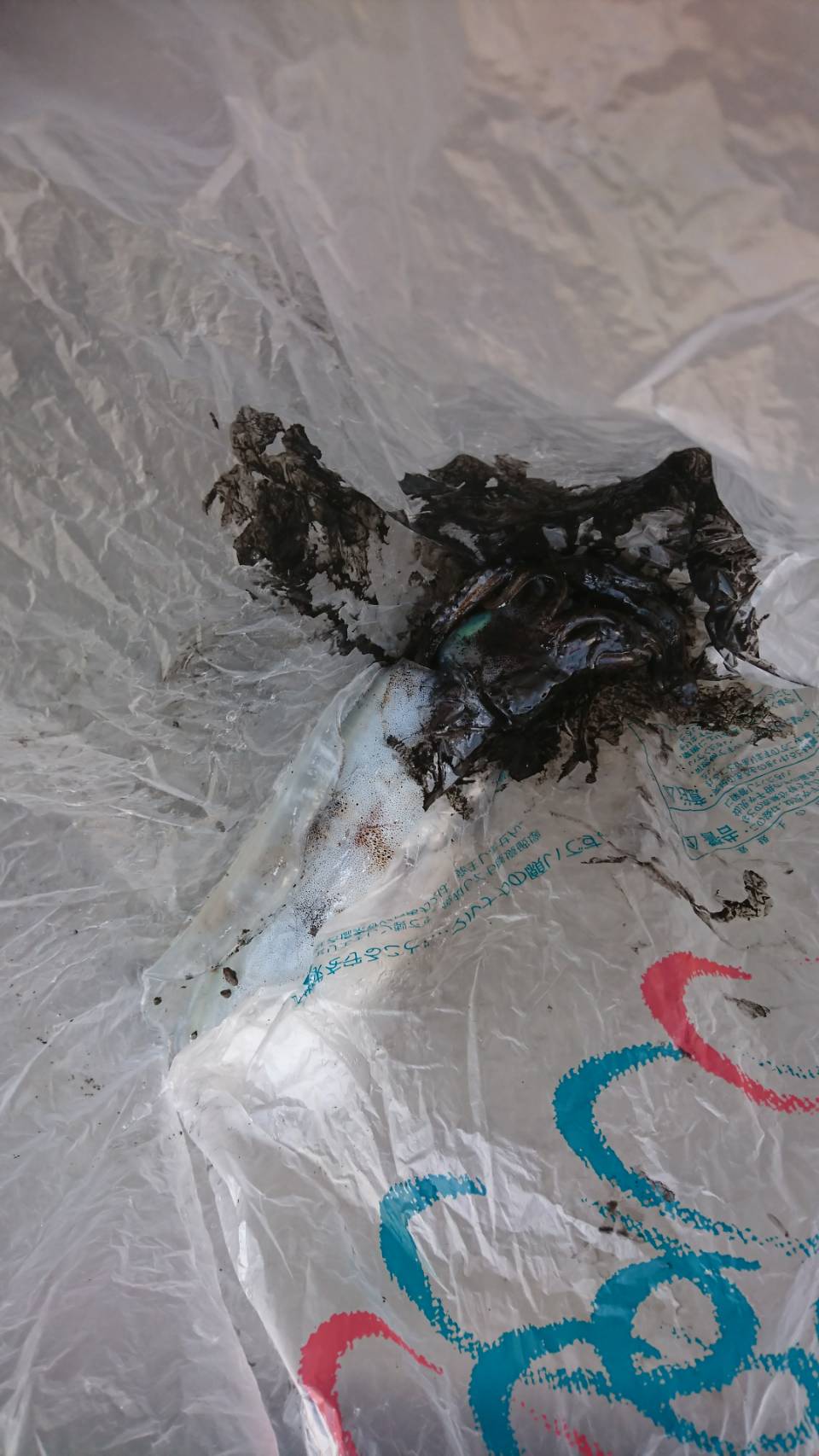 アオリイカ釣果情報恵比須丸ＢＢＳ